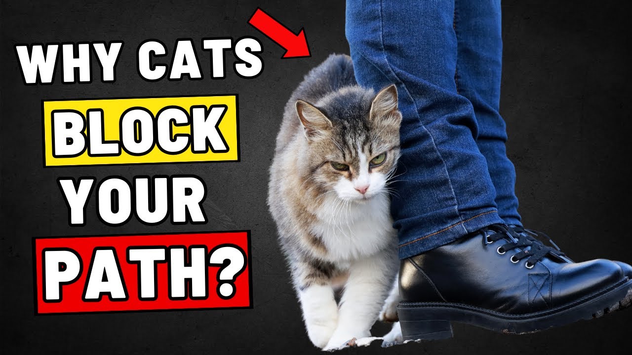If Your Cat Blocks Your Path, This Is What They’re Trying to Say