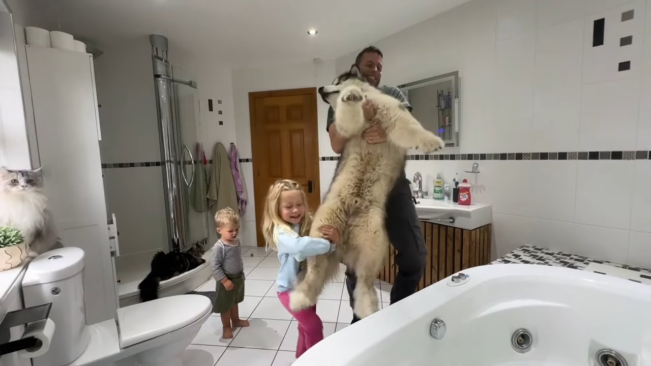 Stubborn Husky Does Everything He Can To Refuse Bath!!