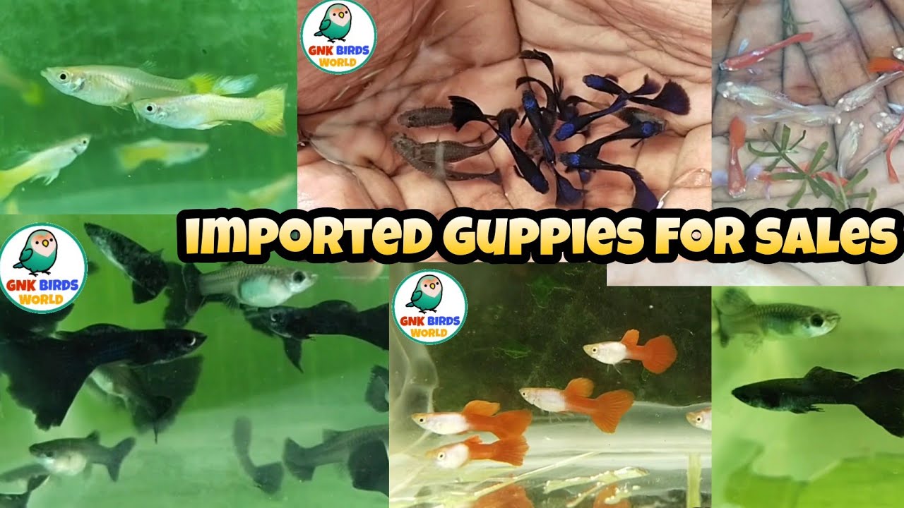 Imported Guppies for sales/ video- 7