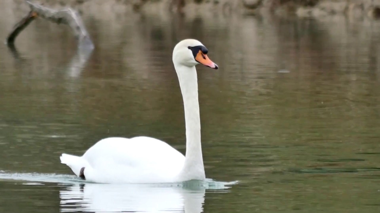 Cigno reale (Cygnus olor)