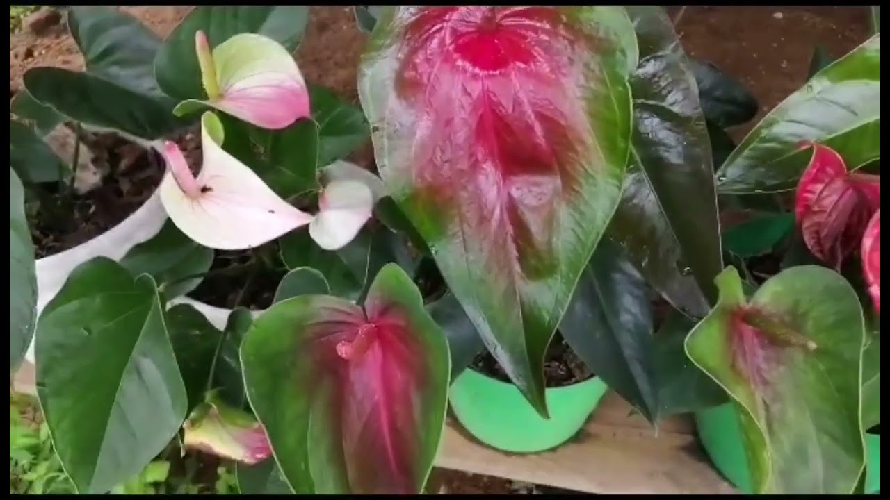Hermoso Anturio hoja flor 😍🌹🌺