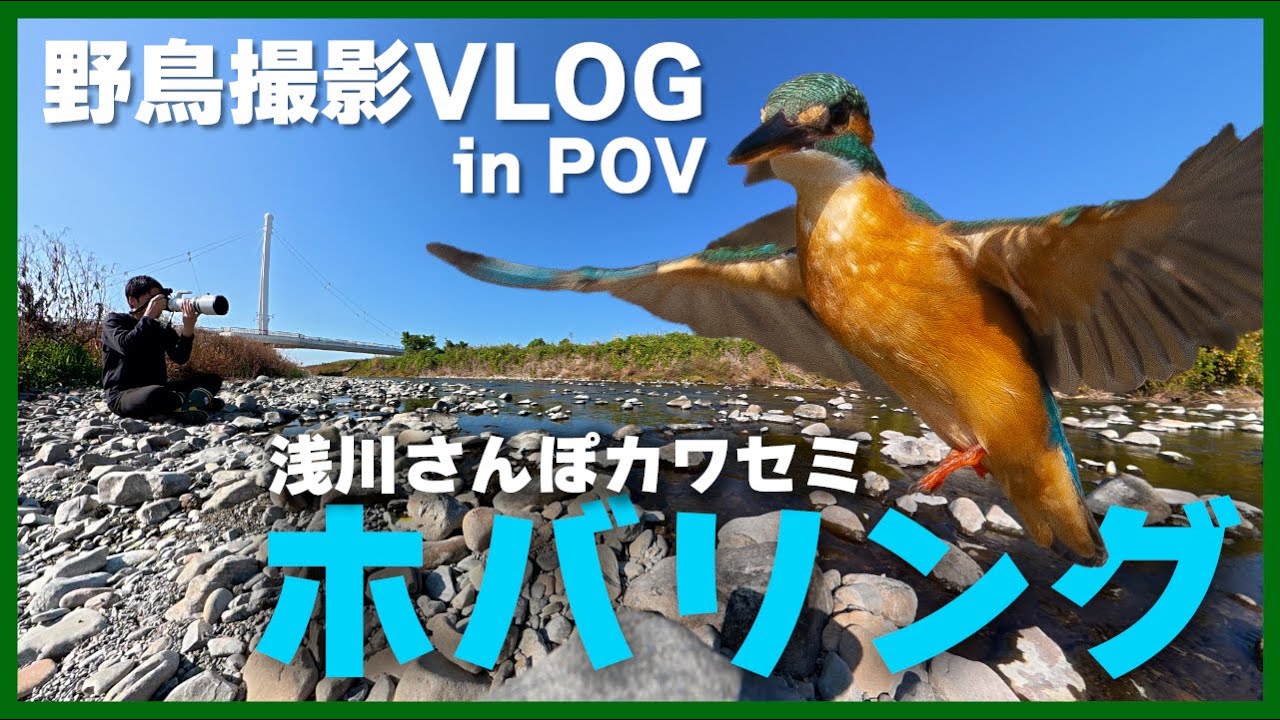 【ホバリング】POVでカワセミを追いかけるVlog 、秋の浅川を歩く、Common Kingfisher, Birding in Japan shot on OM-1 Mark II