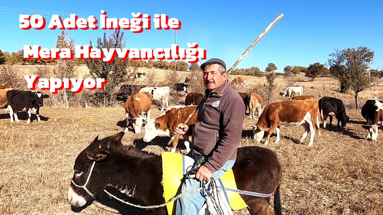 71 Yaşında 50 Adet İneği ile Mera Hayvancılığı Yapıyor #hayvancılık #çiftlik