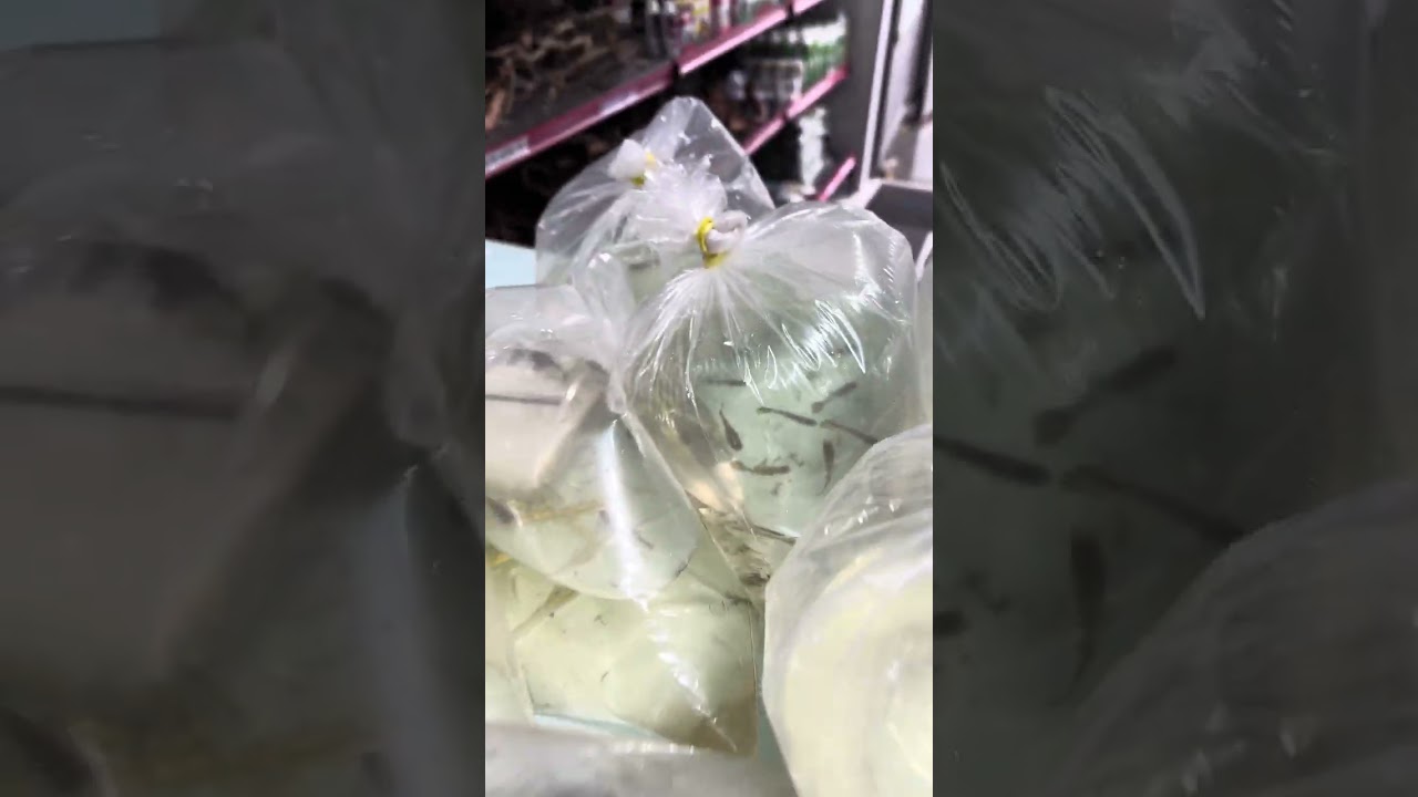 Chegada de Killifish , Guppys de linhagem e apistogramas em 19 de janeiro de 2026