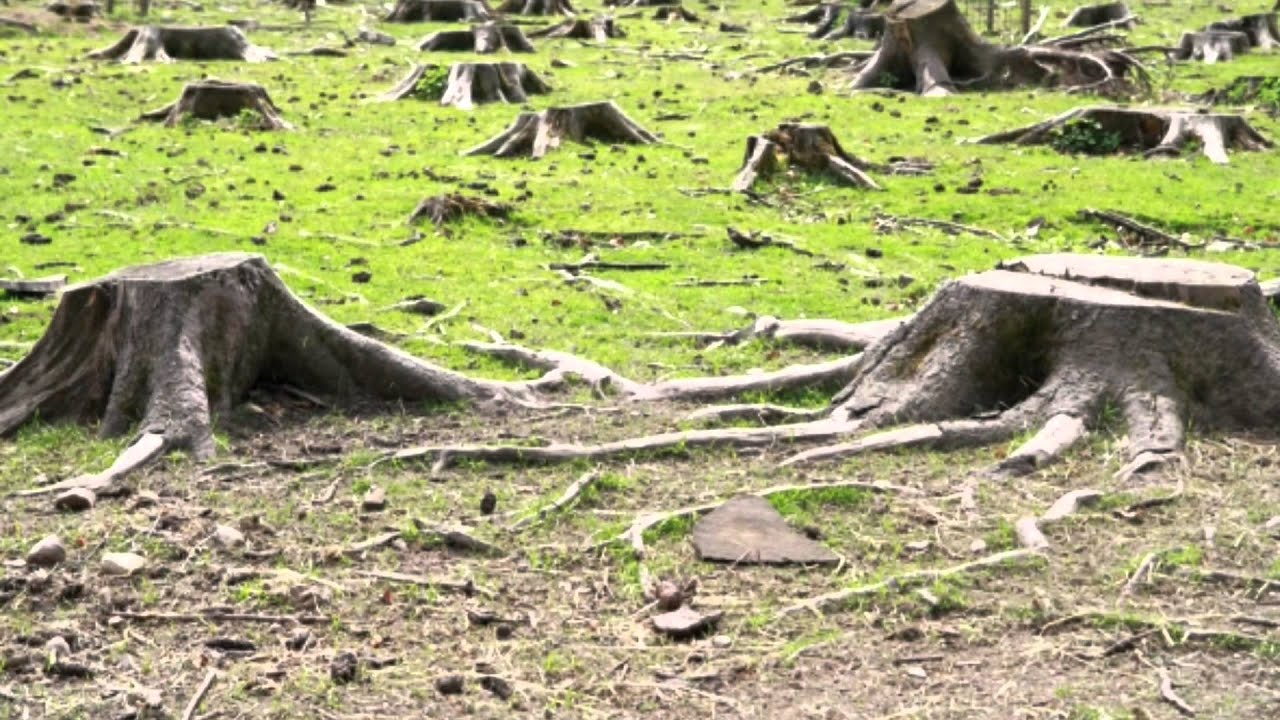 Deforestation Inspirational Video