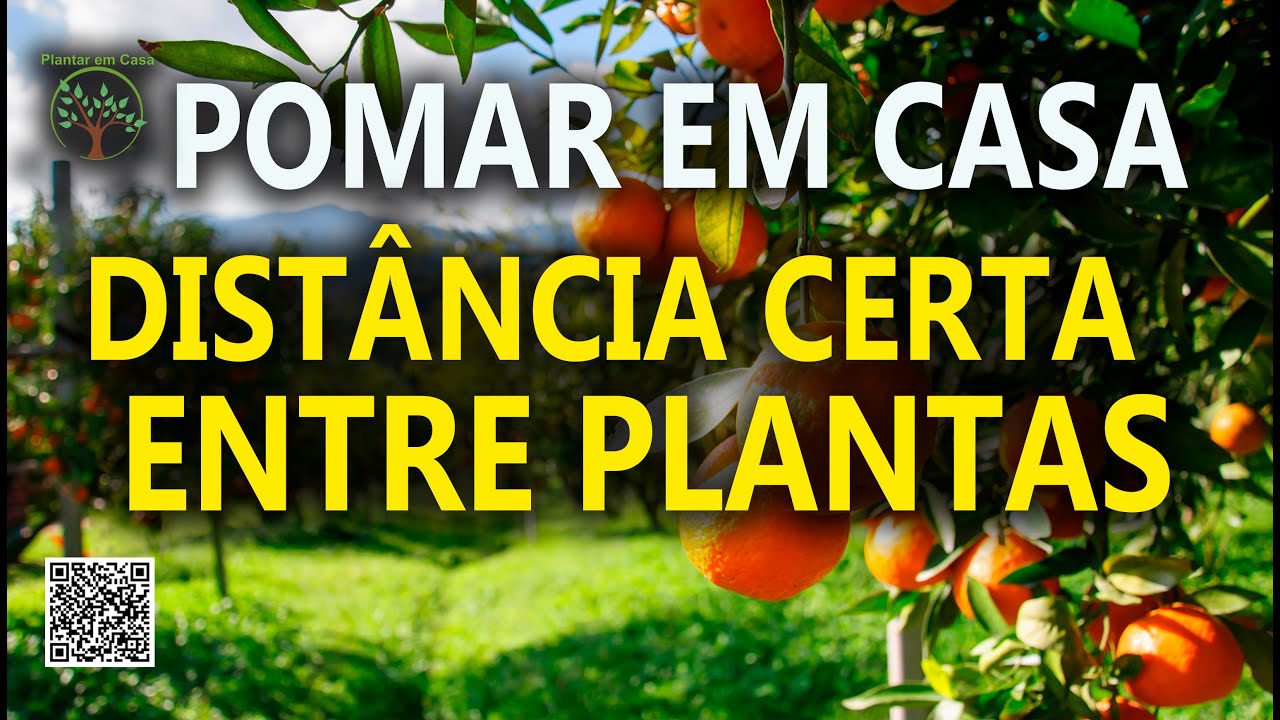 Pomar em Casa, Dist&acirc;ncia correta para plantar as mudas com Sergio Semerdjian