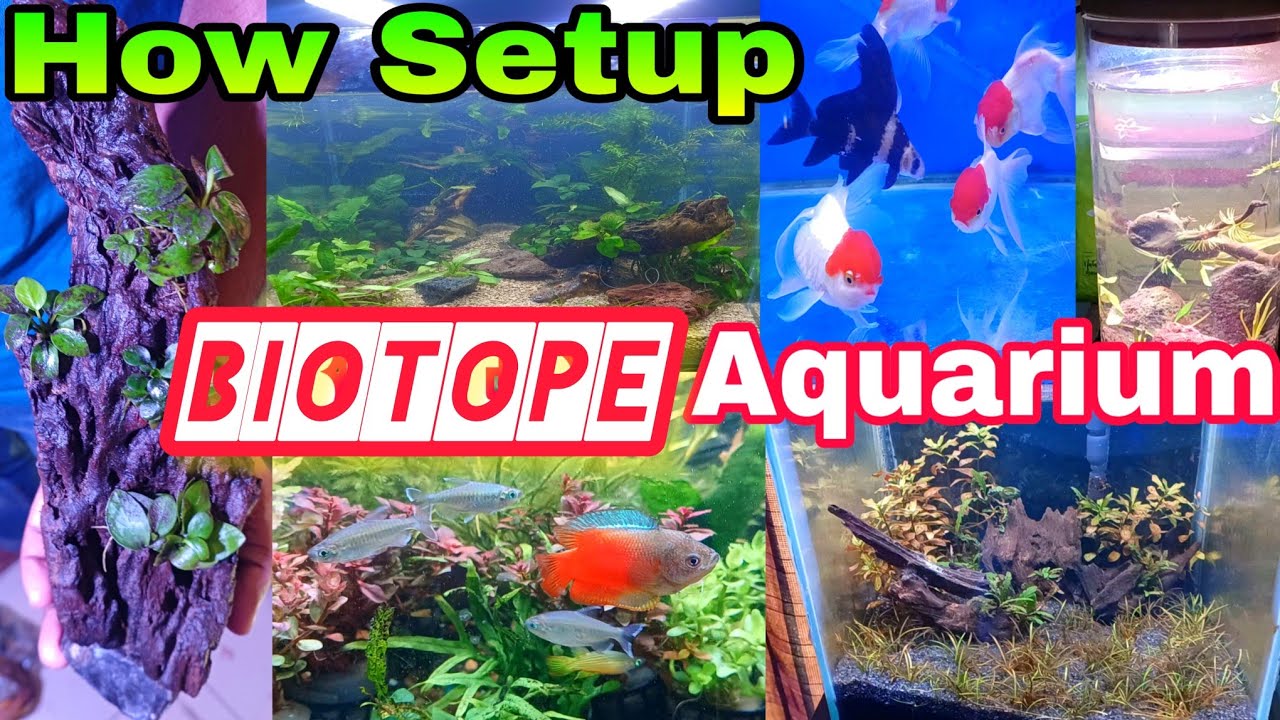 প্রথমবার বায়ো টপ Aquriam ব্যারাকপুরে | Planted Aquriam Shop | Biotope Planted Aquriam | Aquarium