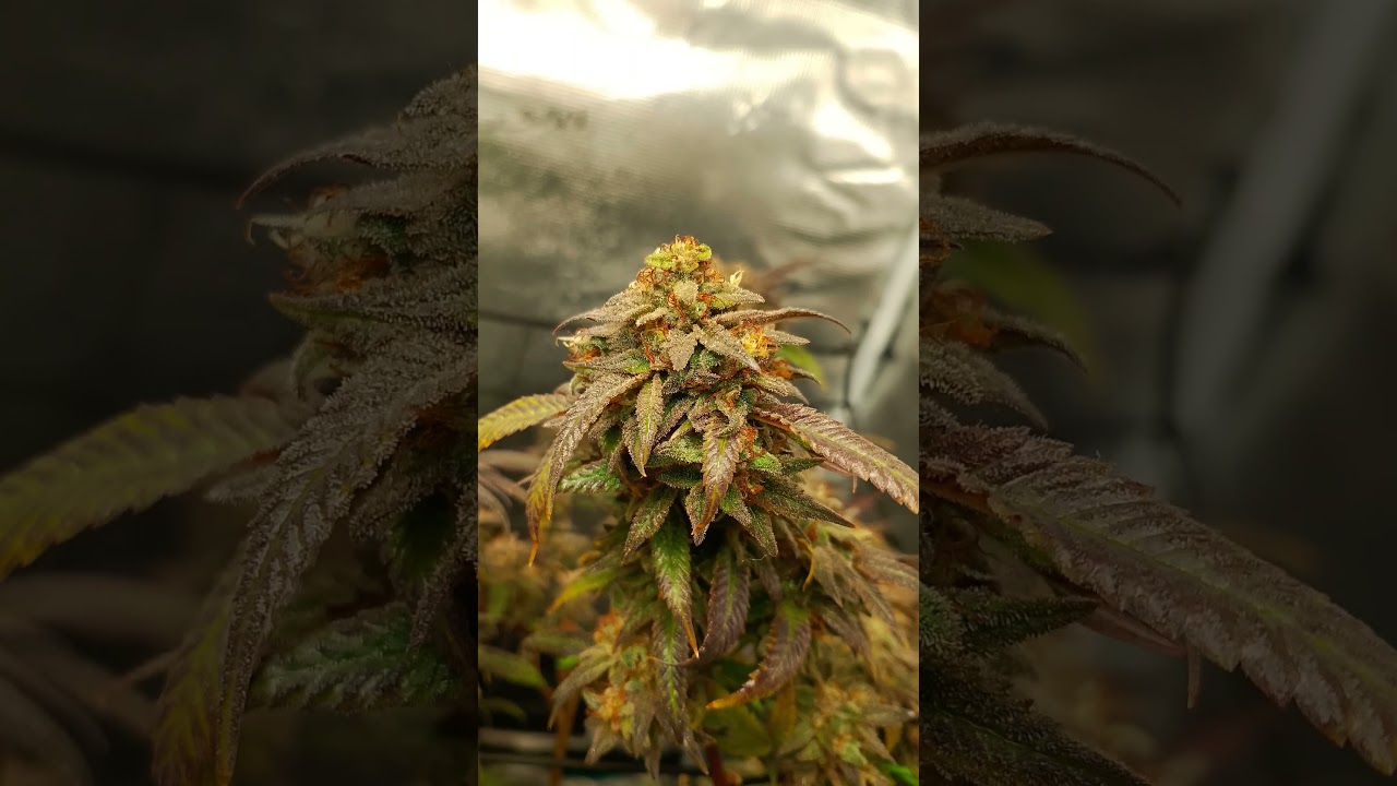 Pink rozay Automatic #plants#chill#high#organic