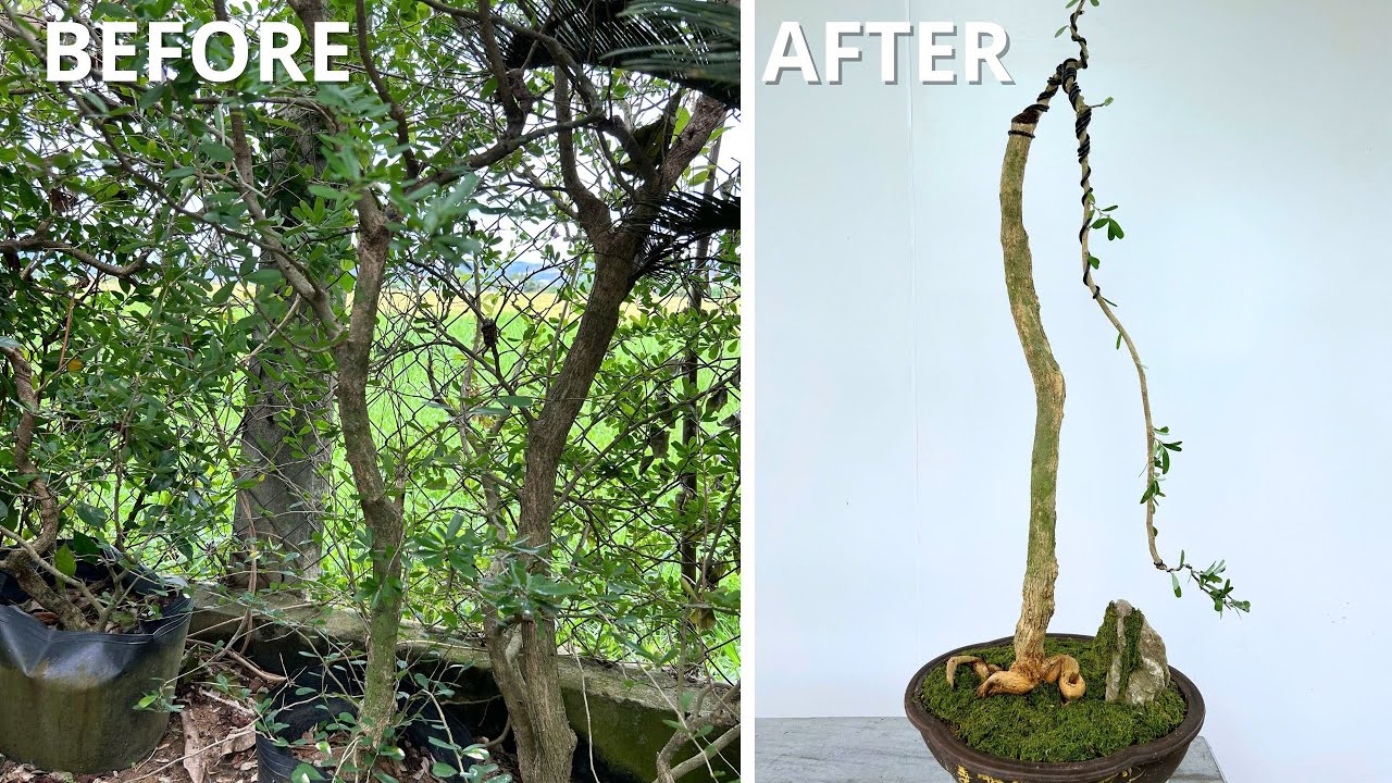 The Magic of the Falling Branch Bonsai | Turning Gravity into Art
