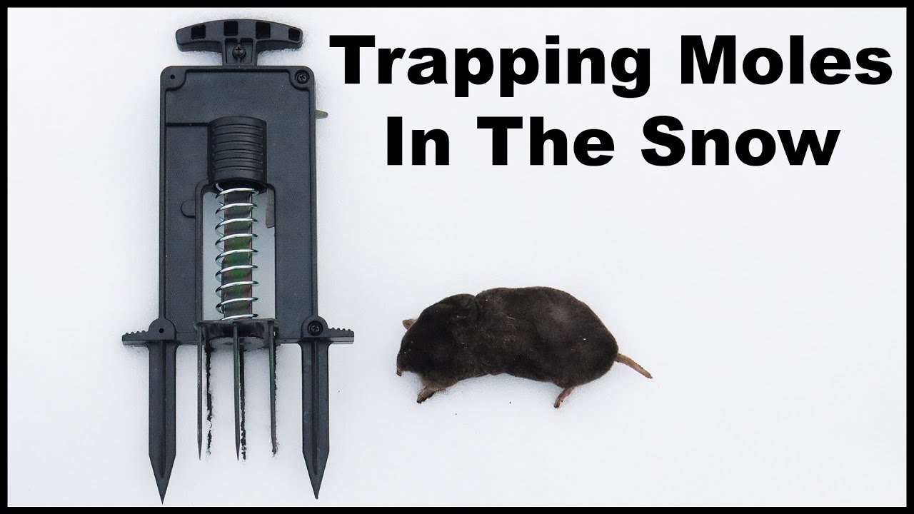 Trapping Moles in the Snow with the DEAD-SET Victor Mole Trap. Mousetrap Monday