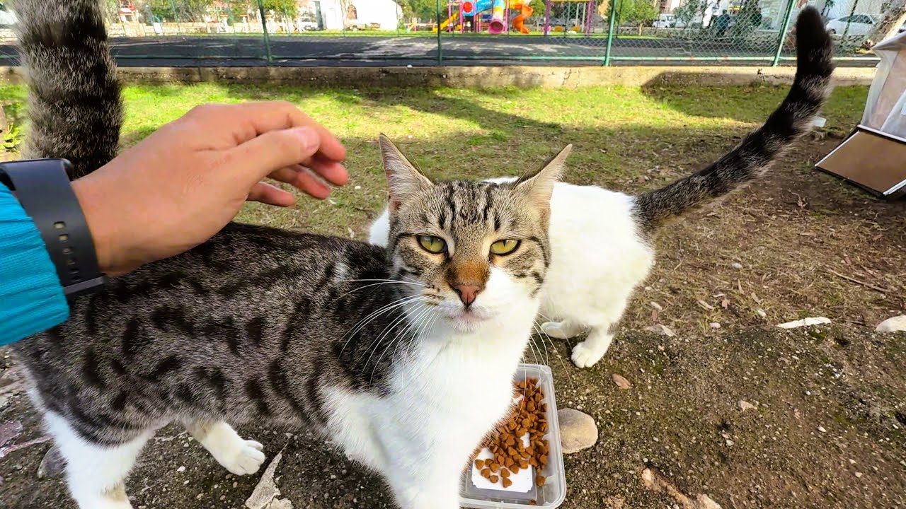 These Two Stray Cats Are Inseparable and Act Like Family