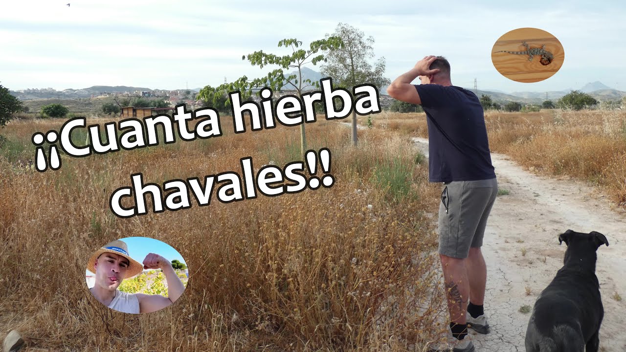 Como &iexcl;LIMPIAR! un terreno grande de MALAS HIERBAS.