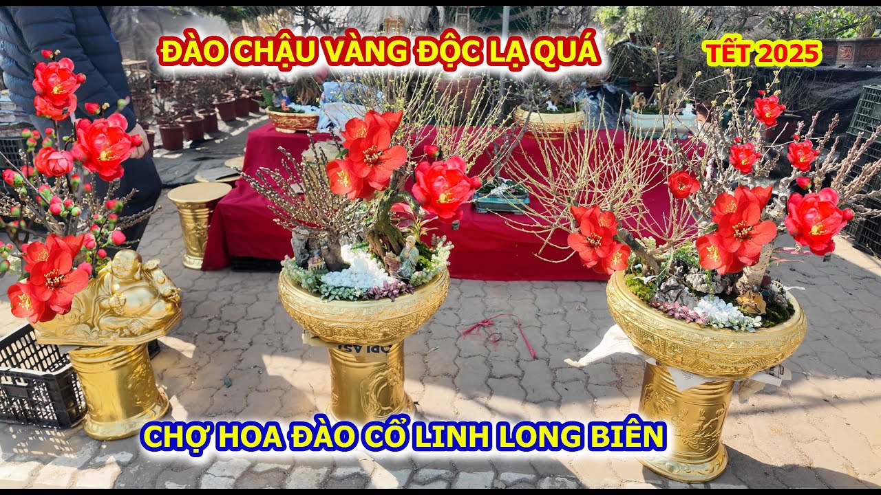 NGẮM CHẬU ĐÀO VÀNG ĐỘC LẠ Ở CHỢ HOA XUÂN CỔ LINH LONG BIÊN TẾT 2025