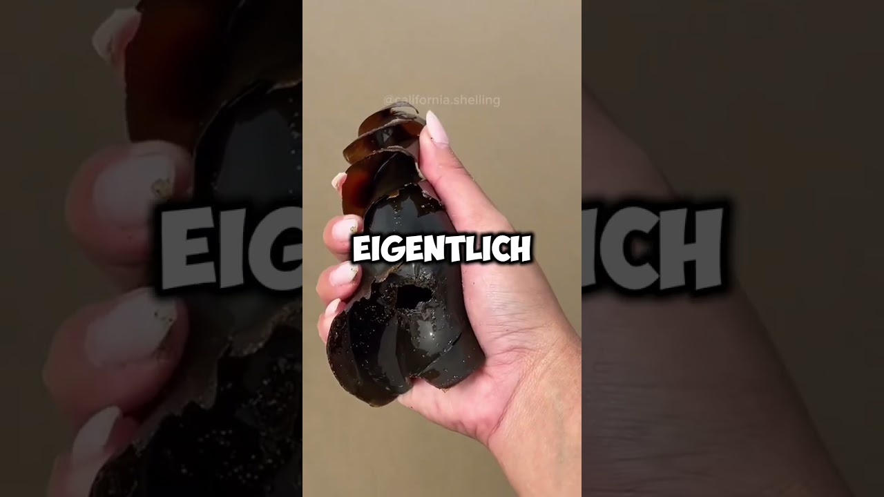 Gef&auml;hrliches Objekt am Strand?!😱 #fakten #gefahr #tricks #gef&auml;hrlich #tiere #shorts #german