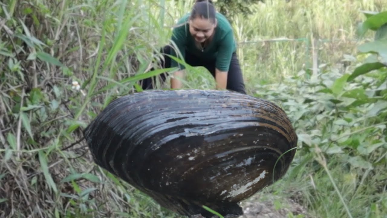 The treasure in the huge clam shell can only be extracted manually, and many people want to get it
