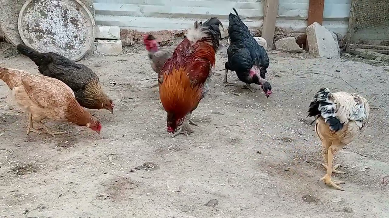 دجاج عرب 🐓🐔🌹