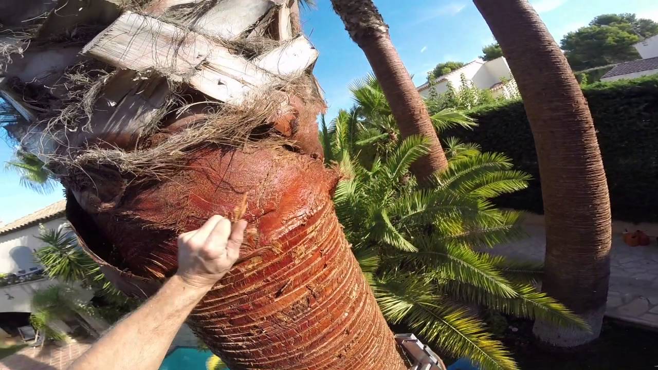taille palmier Washingtonia (var) letreflepaysage.fr