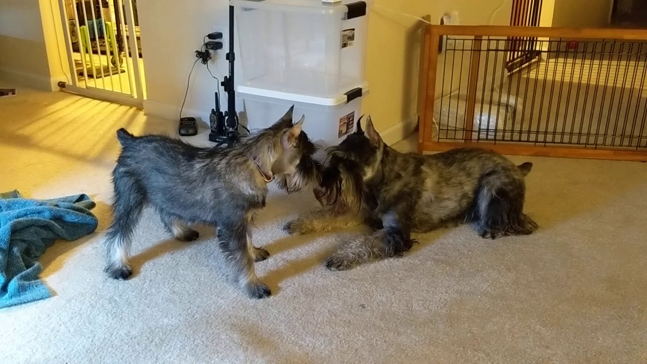 Cutest standard Schnauzer puppy's first night at home