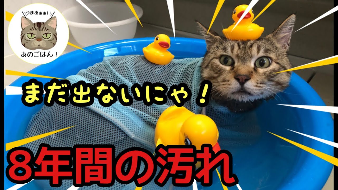 元野良猫さん初めてのお風呂（野良歴8年の汚れを落としてみた）