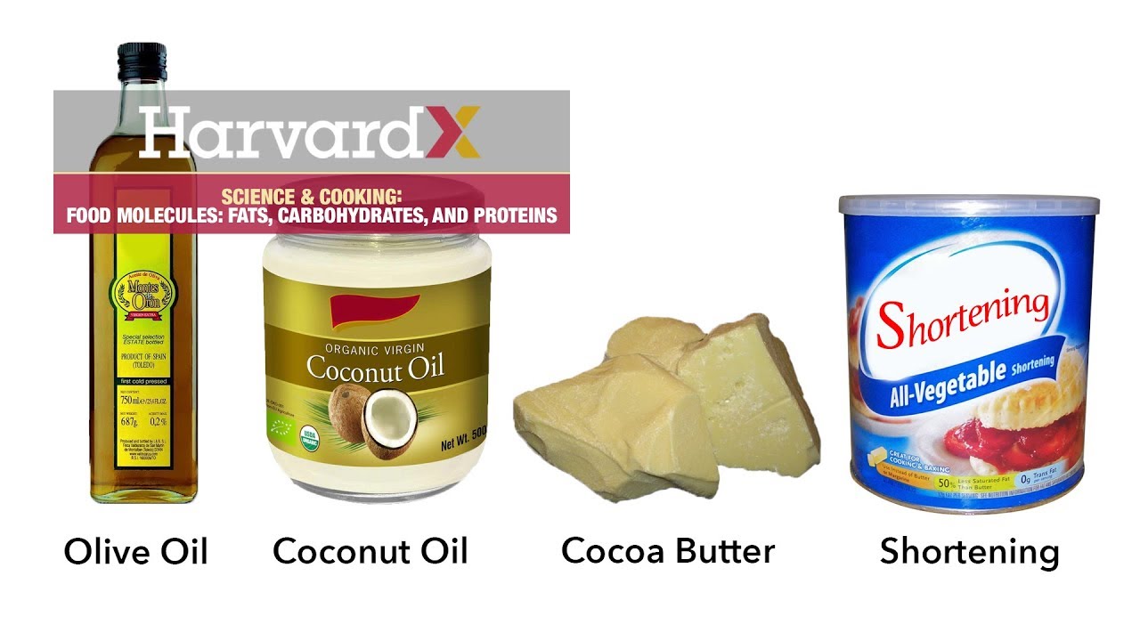 Food molecules: fats, carbohydrates, and proteins