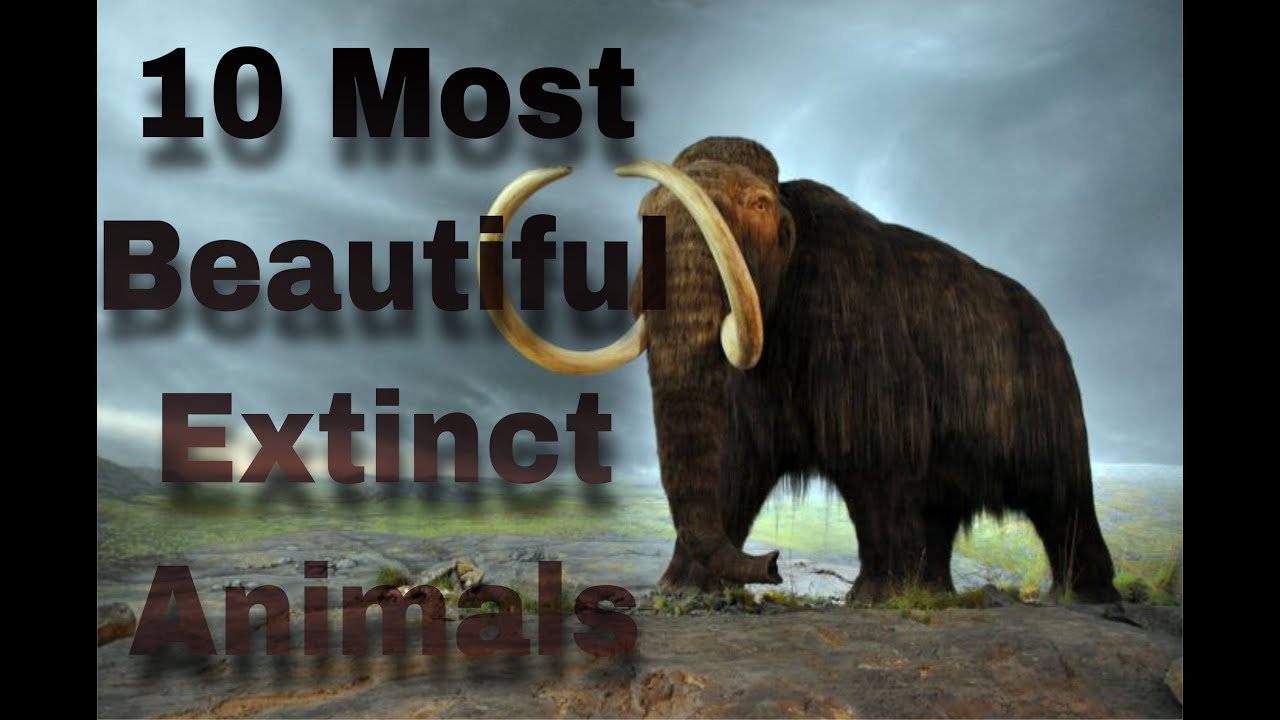 10 Most Beautiful Extinct Animals