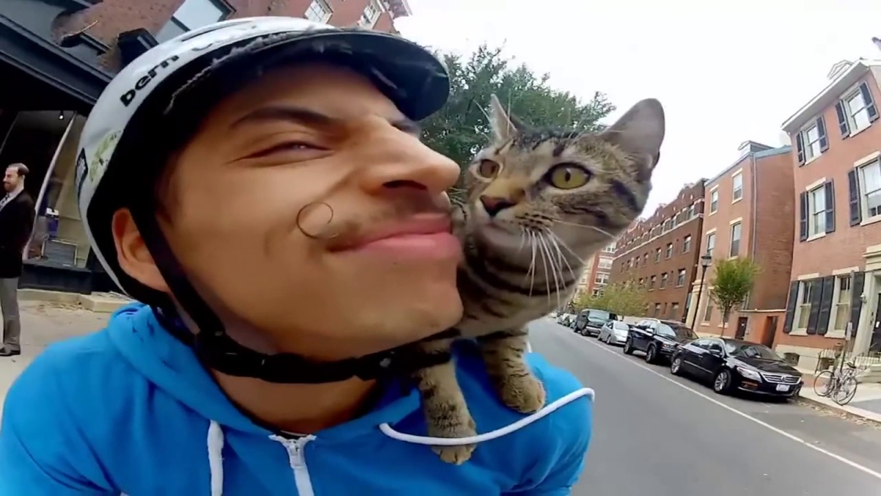 Лучшие коубы дня: Животные #20 / Best coub daily: Animals #20