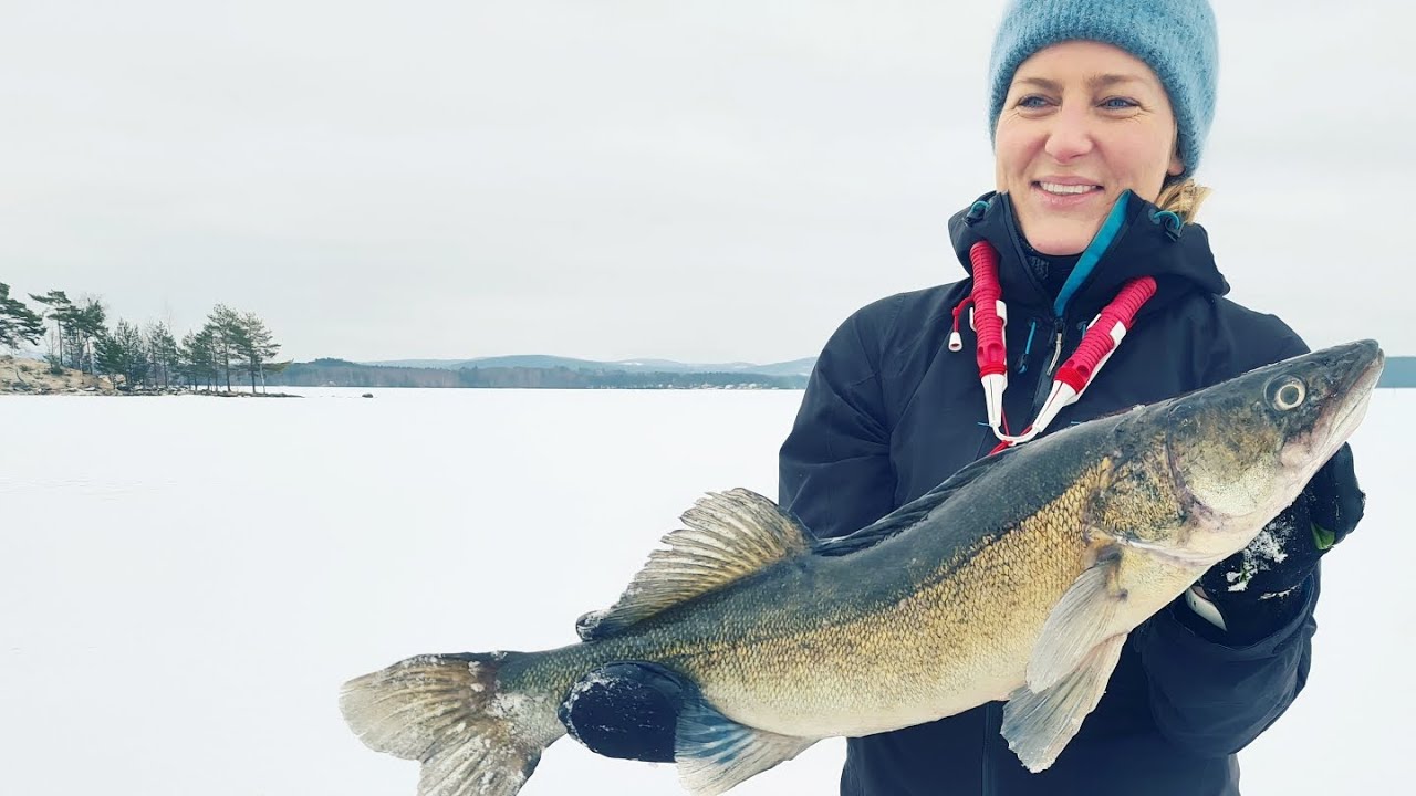 ice fishing in Falun, Sweden - Big Zander!!