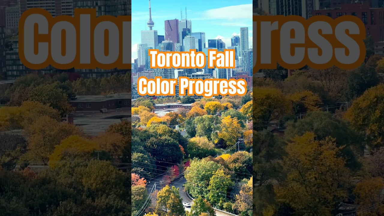 Toronto Fall Colour Progress #shorts #fallcolors #autumncolors #colorchange #fallcolours #toronto