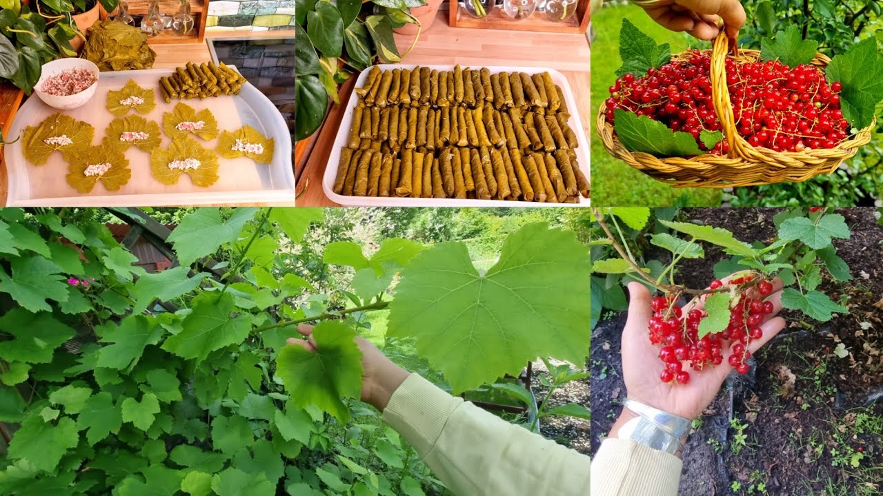 من شجرة العريش للطنجرة 😍 اول قطفة ورق عنب من الحديقة 🙆‍♀️