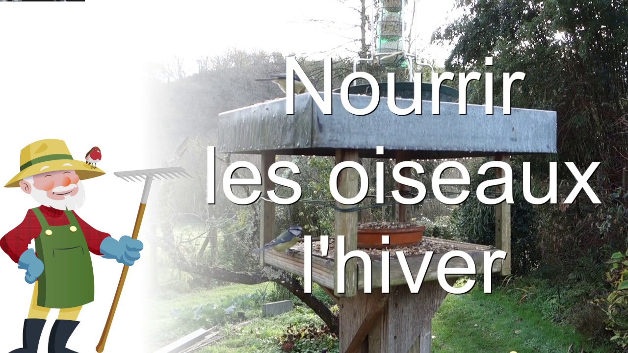 Nourrir les oiseaux du jardin en hiver.