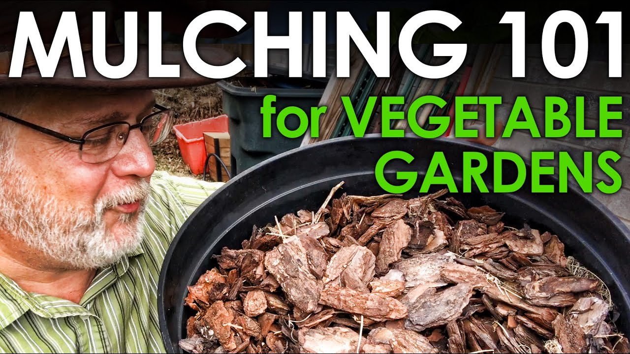 Mulching 101 for Vegetable Gardeners || Black Gumbo