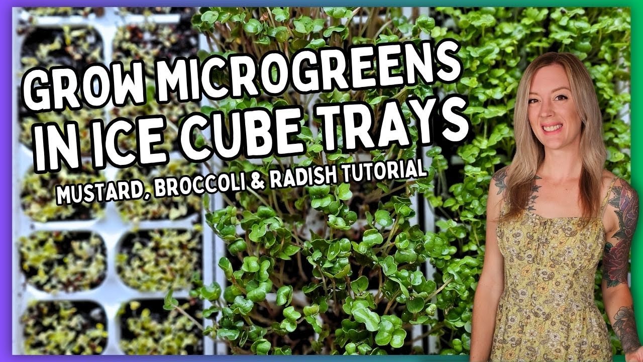 Grow Microgreens in Ice Cube Trays | No Equipment Needed!