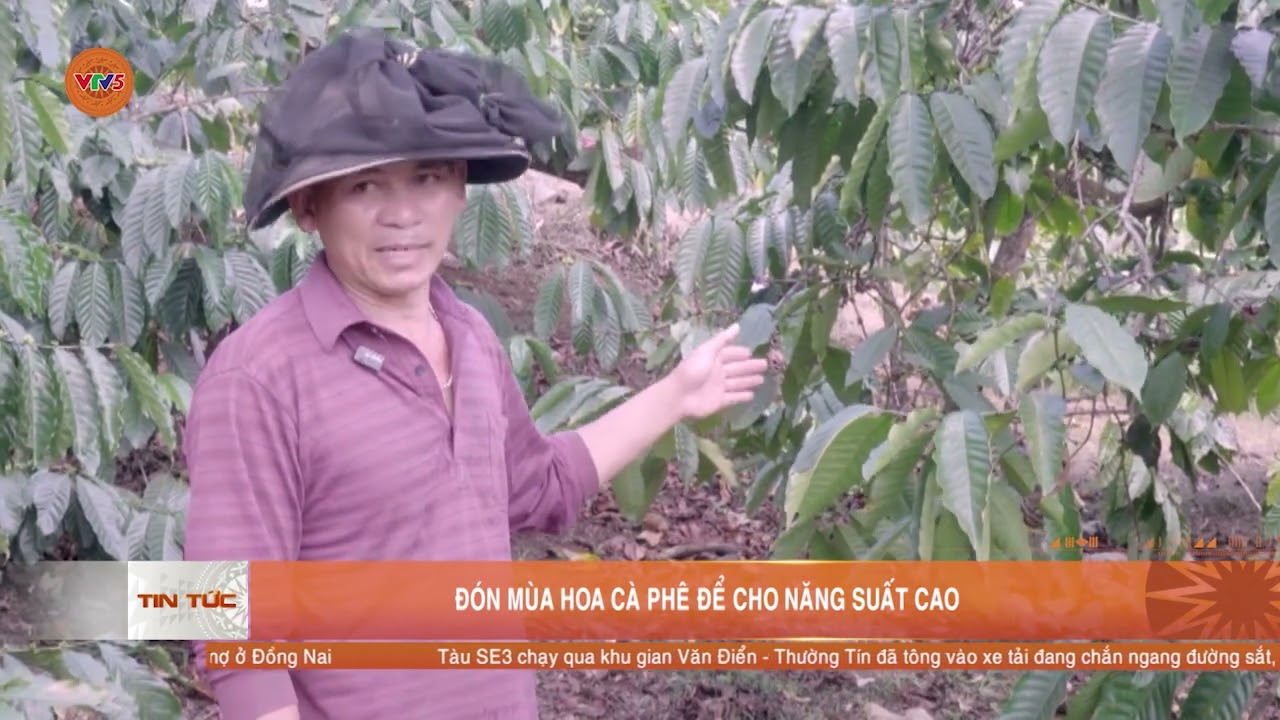 ĐÓN MÙA HOA CÀ PHÊ ĐỂ CHO NĂNG SUẤT CAO | VTV5
