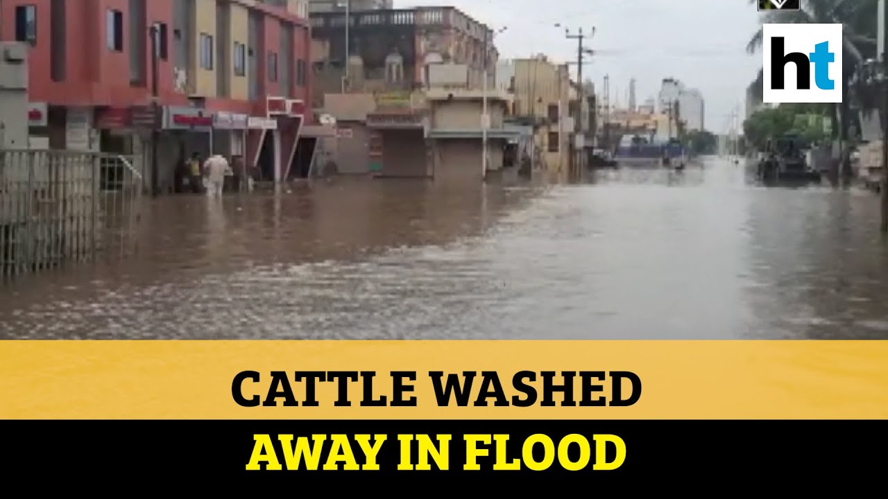 Gujarat: Knee-deep water throws life out of gear, cattle washed away in flood