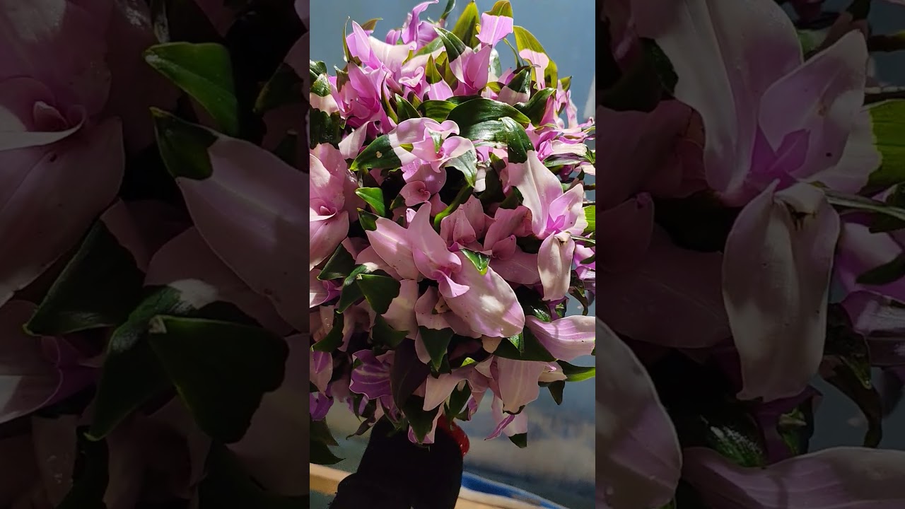 Блашинг Брайдт! 89601282920-Телеграмм, Ватсап и Макс.