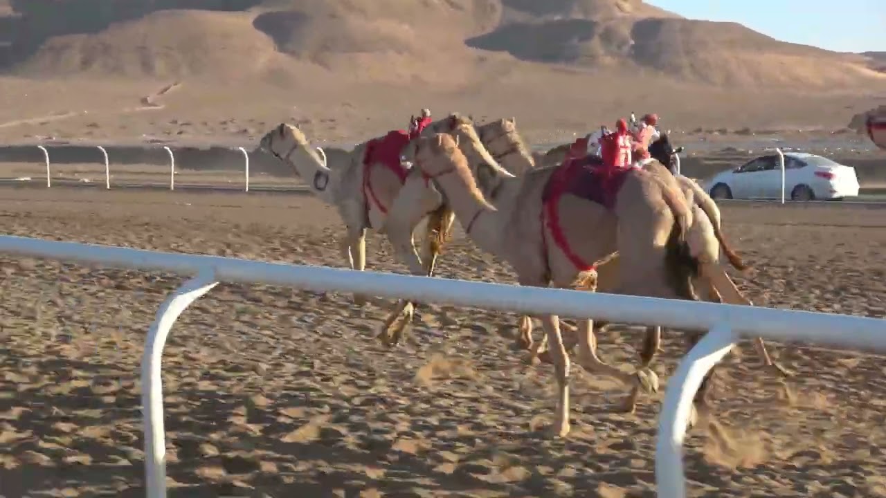 ٣  فزعه لـ سالم عيد الحويطي