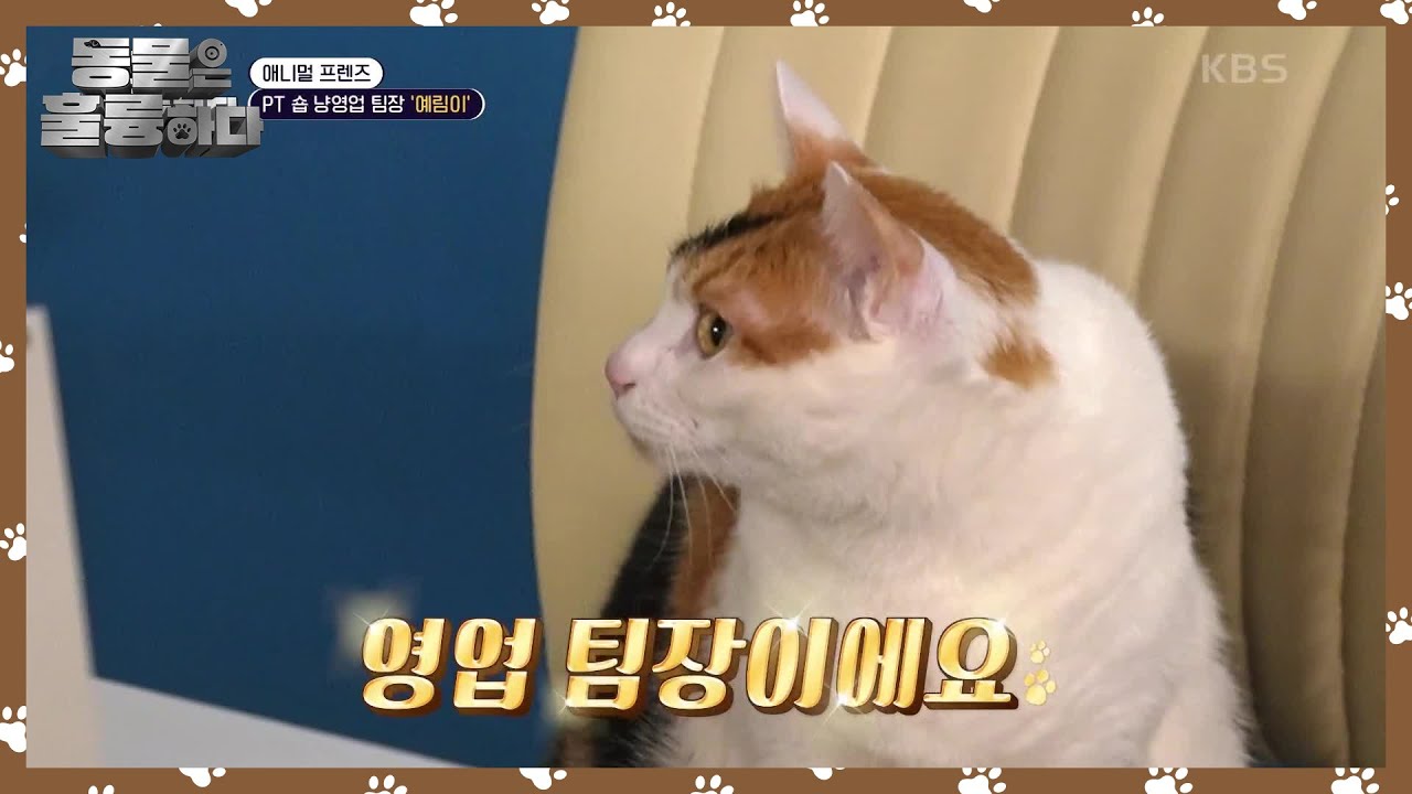 [애니멀 프렌즈] PT 숍 냥영업 팀장 ‘예림이’ [동물은 훌륭하다] | KBS 250324 방송