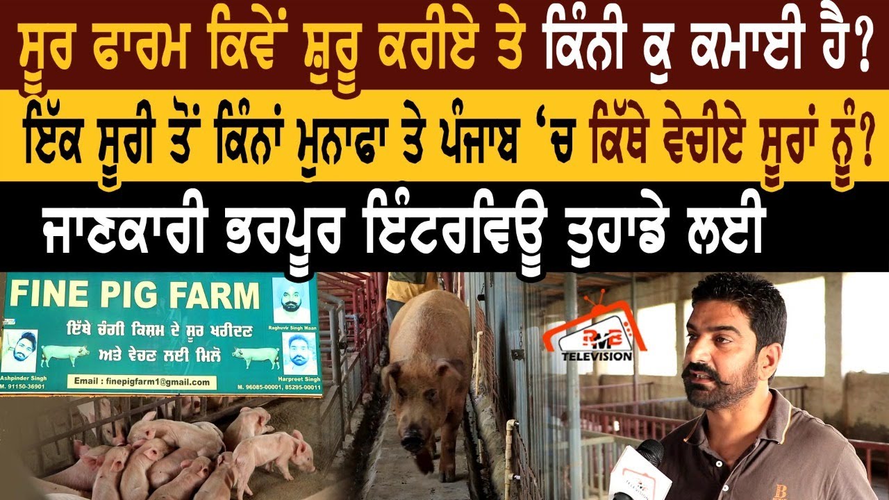 ਸੂਰ ਫਾਰਮ ਕਿਵੇਂ ਸ਼ੁਰੂ ਕਰੀਏ? ਇੱਕ ਸੂਰੀ ਤੋਂ ਕਿੰਨਾ ਮੁਨਾਫਾ ਤੇ ਪੰਜਾਬ ਚ ਕਿੱਥੇ ਵੇਚੀਏ ਸੂਰਾਂ ਨੂੰ?