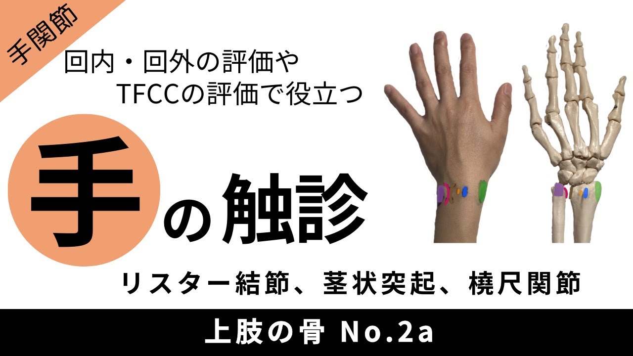 ＜触診：前腕骨＞ リスター結節、茎状突起、遠位橈尺関節の触診方法