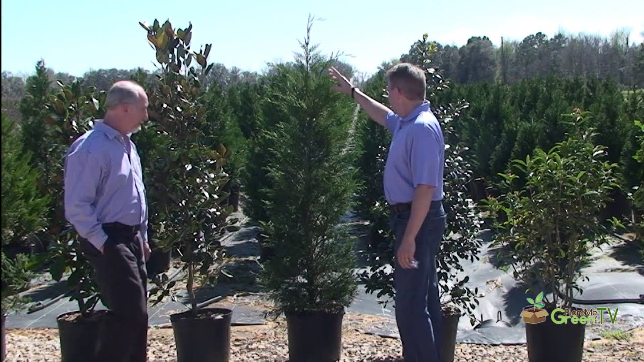 Landscaping For Screening and Privacy