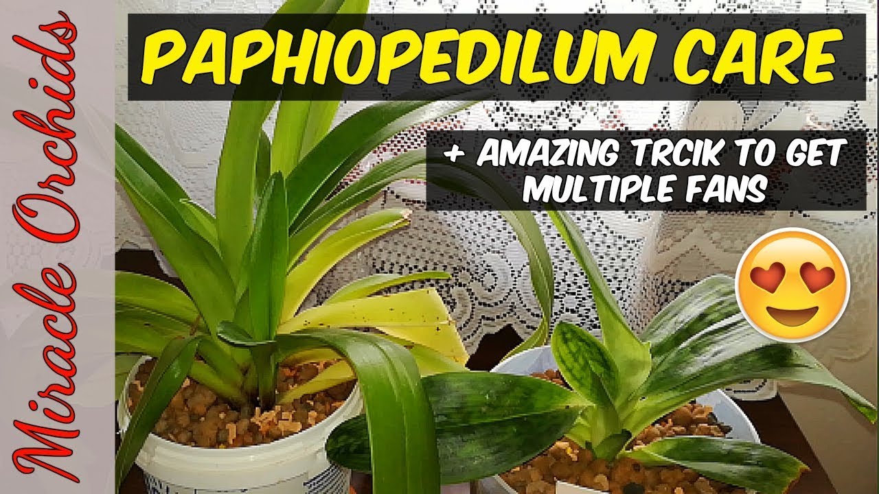 How to care for paphiopedilum orchids:  watering, fertilizing, reblooming + MULTIPLE FANS TRICK