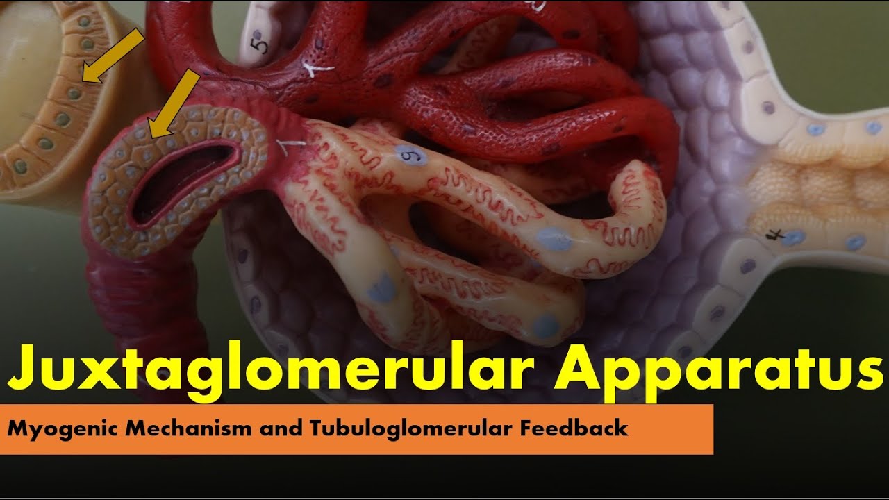 Juxtaglomerular Apparatus, Myogenic Mechanism and Tubuloglomerular Feedback