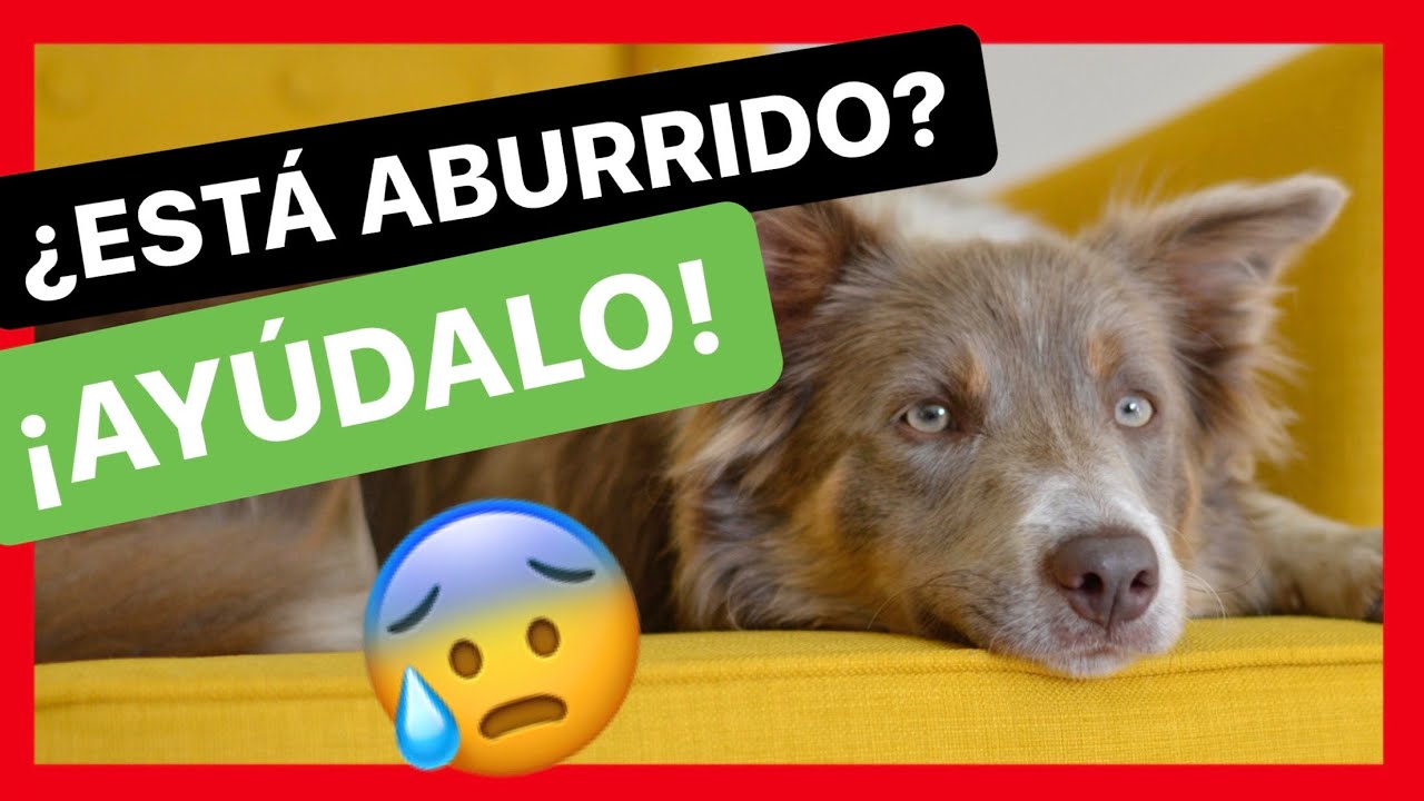 &iquest;PERRO ABURRIDO, DESGANADO, AP&Aacute;TICO O ESTRESADO? 😕 ► SOLUCI&Oacute;N 100% EFECTIVA ✅