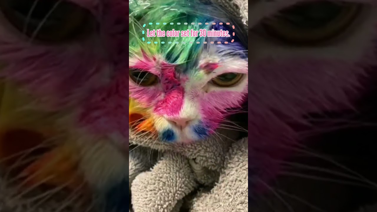 Colorful Transformation for Cat with OPAWZ Color Depositing Shampoo #opawz #catgrooming