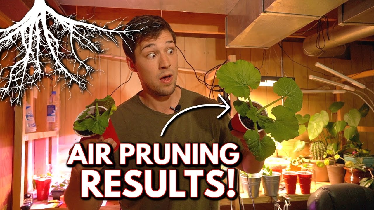 Air Pruning Pots Growth Comparison | CONCLUSIVE Results within 2 Weeks!