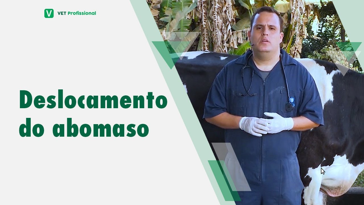 Afecções comuns em bovinos - deslocamento de abomaso