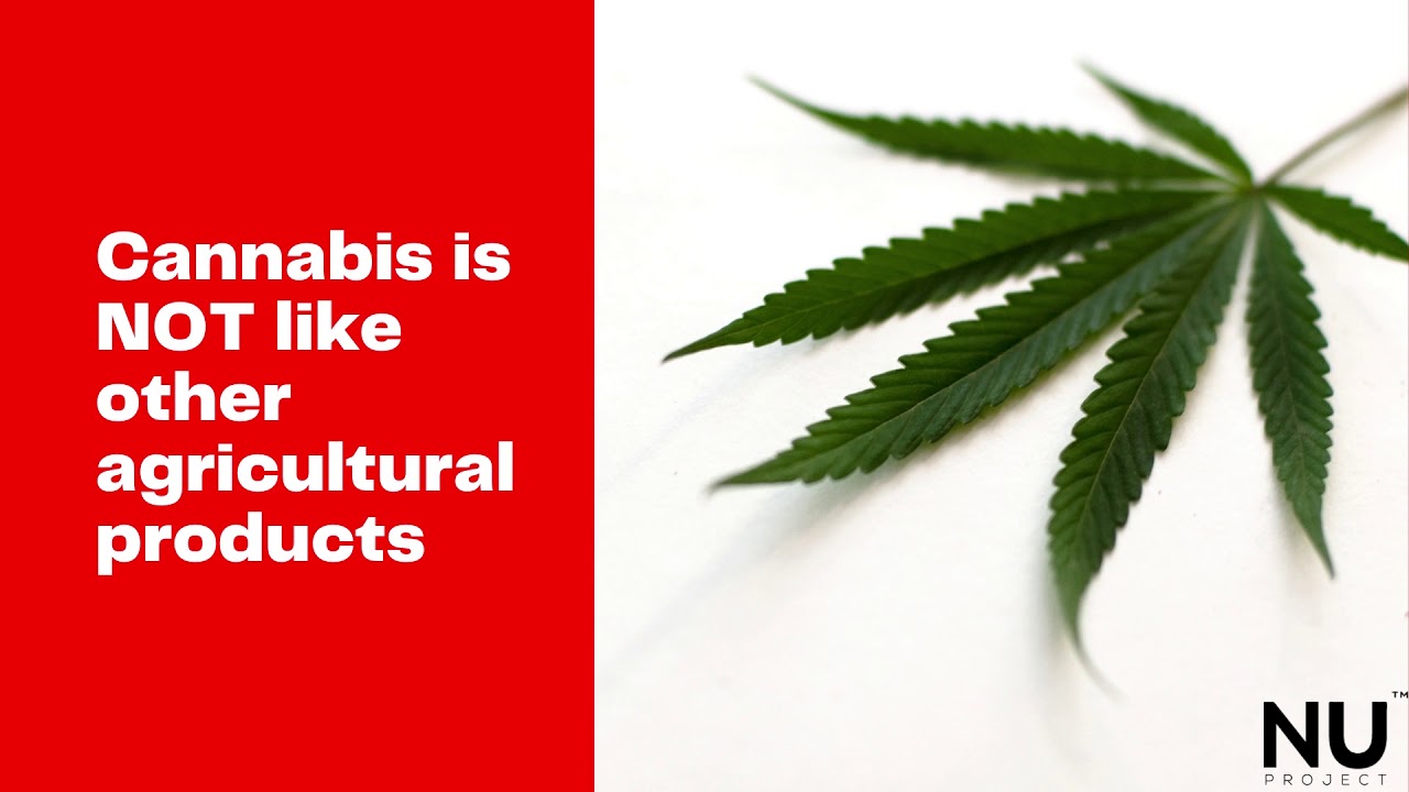 Ancillary and Professional in Cannabis