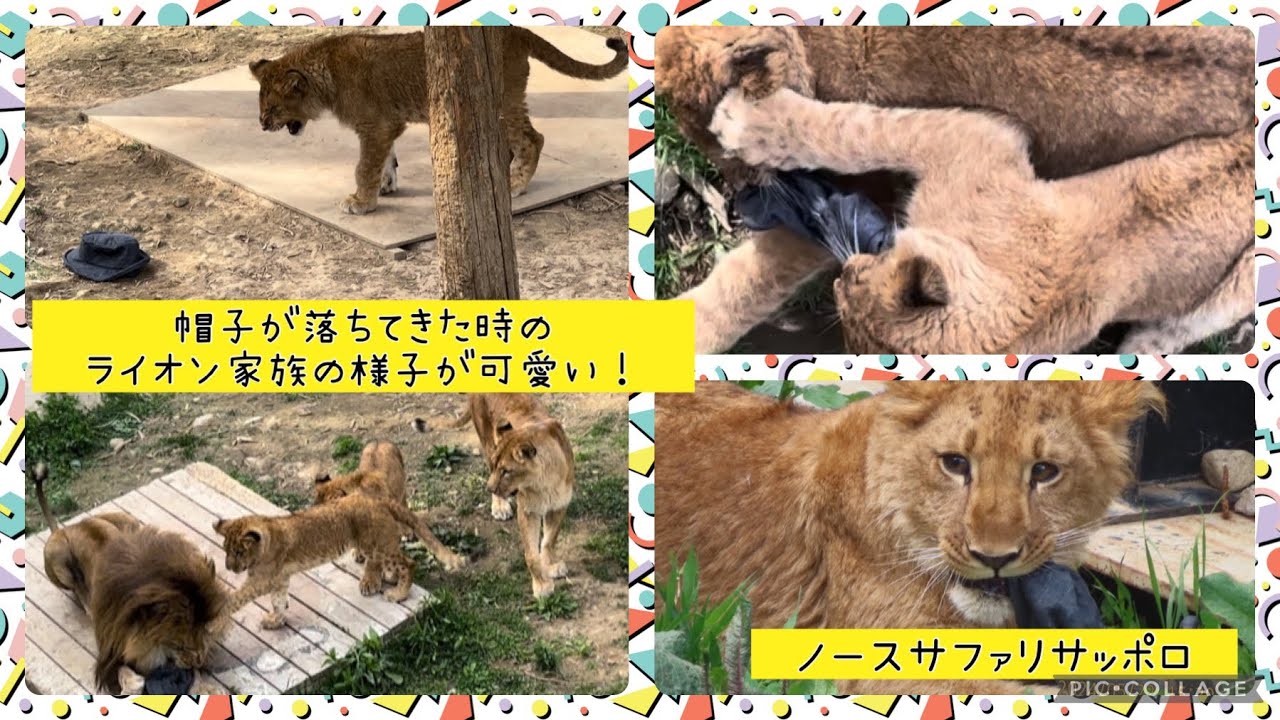 ノースサファリサッポロ ライオン家族と落ちてきた帽子♡
