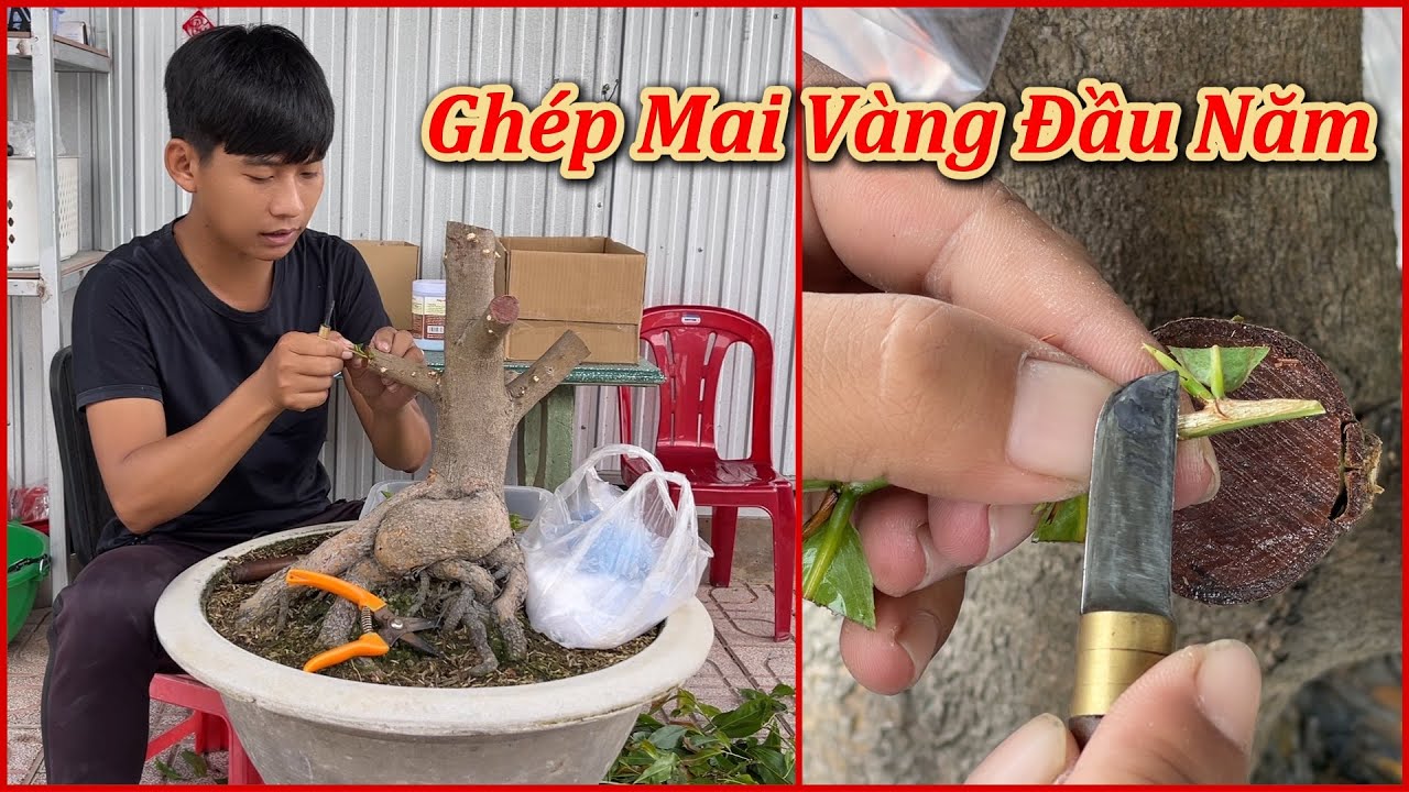 Ghép Mai Vàng Đầu Năm 2026 - Mai Vàng Duy Hiếu
