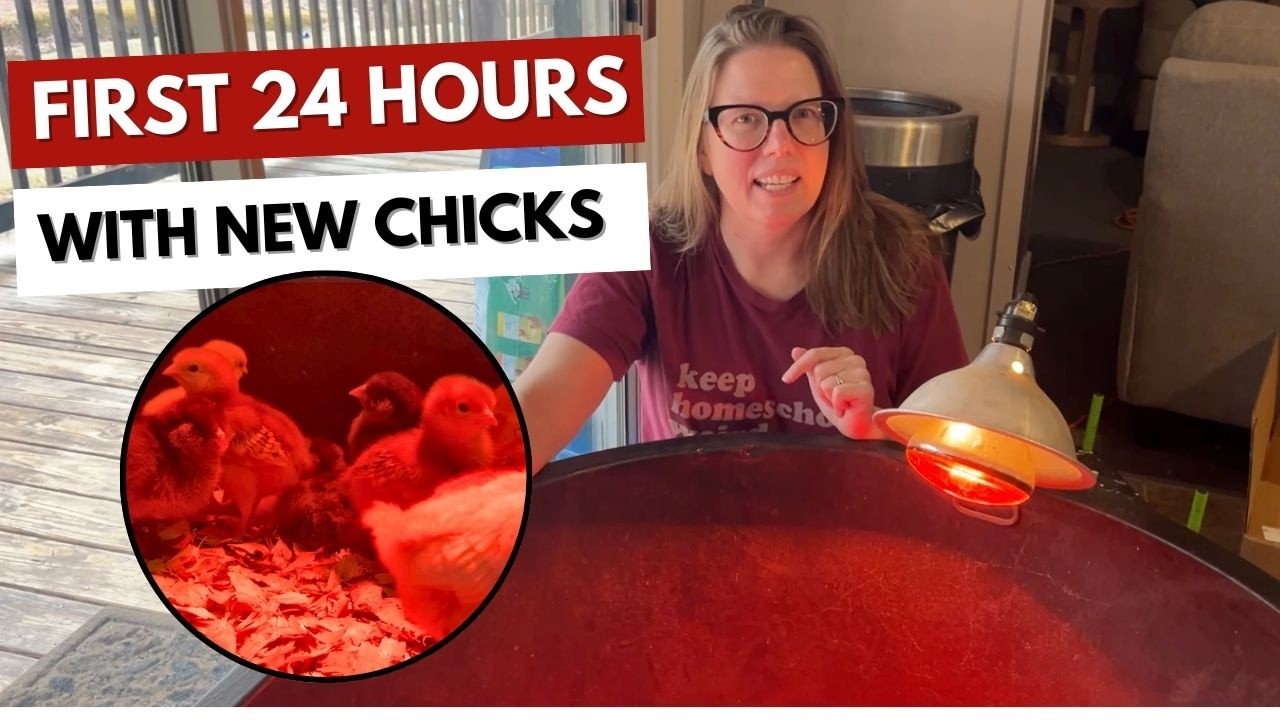 New Baby Chicks Unboxed - Setting up the perfect brooder
